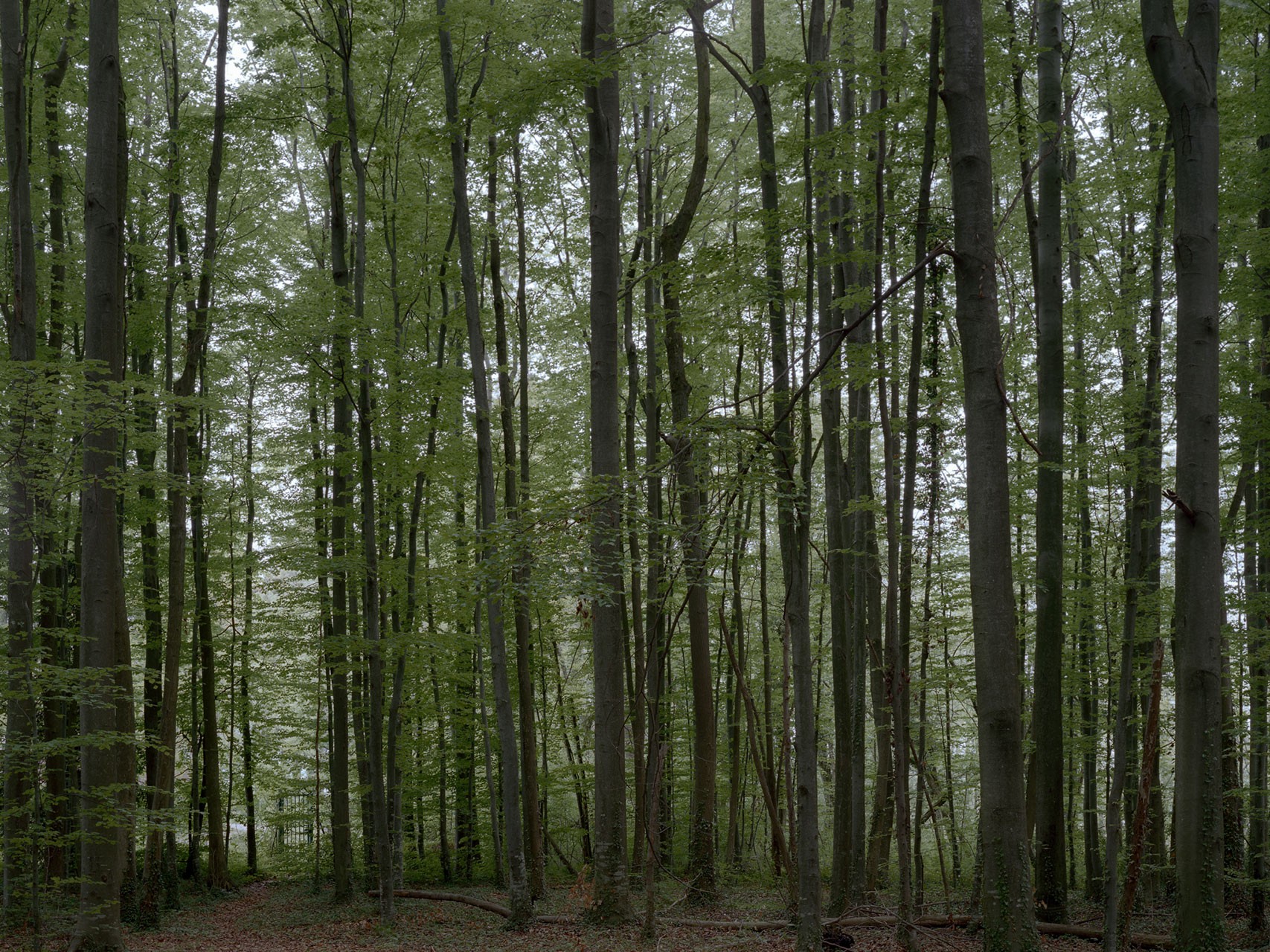 photograph from the series DELTA
