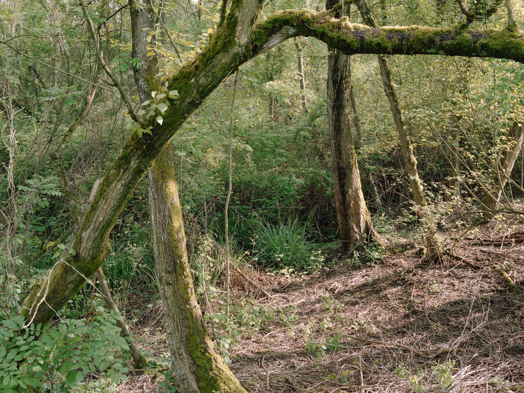 photograph from the series DELTA